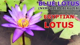 Blue Lotus Nelumbo nucifera Blue Lily Nymphaea caerulea Egyptian Lotus Flower Plant Stem Leaves [upl. by Rebmac660]