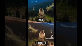 marmot meme vs real shortvideo [upl. by Sybil818]