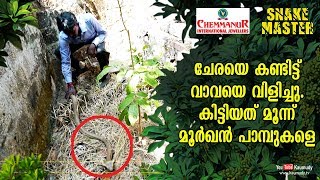 People called Vava after seeing Rat snake got three Cobras instead  Snakemaster EP 428 [upl. by Nerdna]