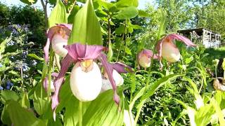 Ladyslipper Cypripedium Philipp kentuckiense x macranthos [upl. by Nair]