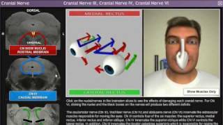 Axiom Neuro 3D Neuroanatomy  Cranial Nerves Module [upl. by Nnaihs]