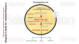 Sulfonamide amp Trimethoprim Mechanism of Action  Sulfonamide MOA  Trimethoprim Mechanism of action [upl. by Sirois]