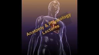 AampP Lecture 13  Muscular System Part 1 of 2 Mechanisms of Contraction [upl. by Suiramaj858]