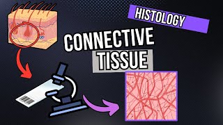 Connective Tissue Under the Microscope Development and Structure [upl. by Riobard]