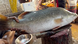 Incredible Giant Bhetki Fish Cutting Skills In Fish Market  Fish Cutting Skills [upl. by Thorny]