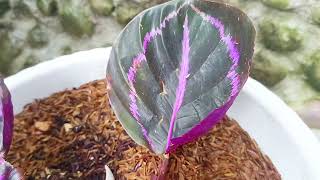 belum lengkap tanpa Calathea roseopicta termahal [upl. by Rosemonde]