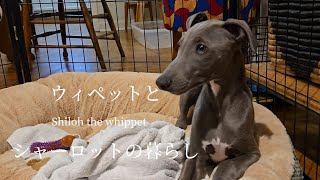 Mukie the whippet [upl. by Bottali]