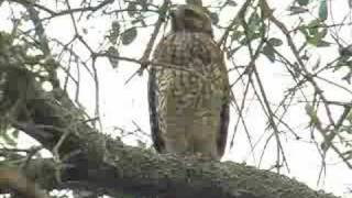 Red Shouldered Hawk Solo [upl. by Anerom]