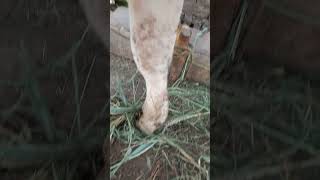 edematous skin disease in cattle [upl. by Oberon551]