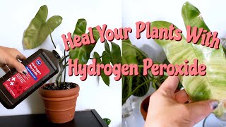 Benefits of Hydrogen Peroxide on Houseplants  Hydrogen Peroxide for Root Rot amp Pest Management [upl. by Xanthe363]