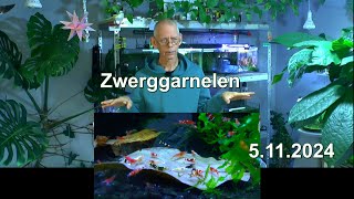 Garnelenzucht Rundblick im Aquariumzimmer mit den Zwerggarnelen Aktuelle Lage des Geschehen [upl. by Teece20]