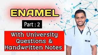 Enamel Part 2  Life cycle of Ameloblasts AmelogenesisBds 1st Year [upl. by Minne628]