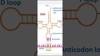 tRNA  Amino acid  Anticodon [upl. by Adnol807]