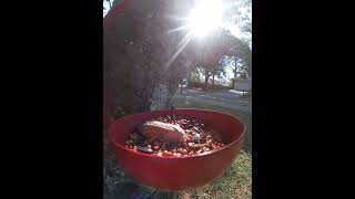 Blue Jays Taking Peanuts In The Morning Sun [upl. by Vidda]