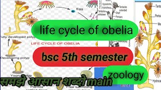 bsc 5th semester life cycle of obelia zoologyobelia lifecycleofobrliabiology education obelia [upl. by Asilet]