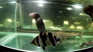 New arrivals Indo dat perch aka Datnioides microlepis 2 tinfoil barbs amp pleco [upl. by Aland485]