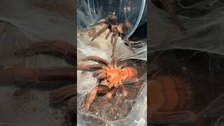 GOOD LUCK BRO 🫣😬 tarantulabreeding [upl. by Antonietta]