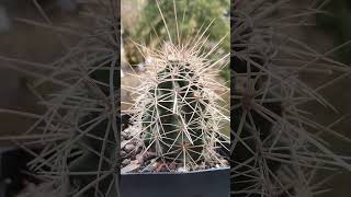 Echinocereus coccineus kaktusy cactus [upl. by Lemor]