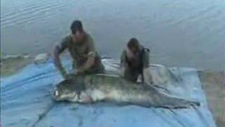 catfishing spain river ebro guided pellet fishing [upl. by Jeroma]