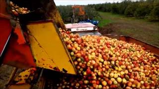 Récolte pomme à cidre [upl. by Yedsnil508]