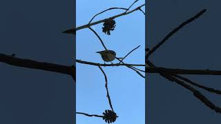 Rubycrowned Kinglet [upl. by Lyons]