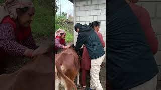 Intramuscular Injection Cattle shortvideo [upl. by Asoramla]