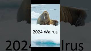 2024 walrus 5000bce walrus animals walrus trending [upl. by Aynav807]