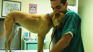 When your dog found comfort in the vets embrace 🐶 Funniest Dog Reaction [upl. by Almeda]