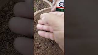 Sowing Leek seeds in pot gardening leekworld containergardening salads farming green garden [upl. by Ultun]