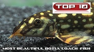 Top 10 Pesci Botia più belli 🐠 [upl. by Naasar46]