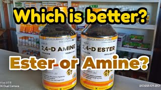 Which is BetterDifference between Amine and Ester Formulations of 24D [upl. by Imoin475]