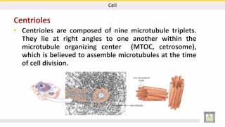 علم الحيوان Zoology  الوحدة 3  Cytoskeleton  Microtubules [upl. by Wamsley]