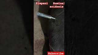 Ruminal acidosis tympanic animals buffalo trending shortfeed shots [upl. by Penrod]