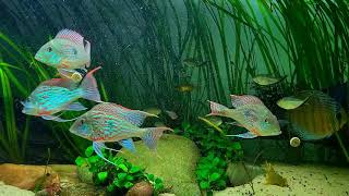 Geophagus Sveni Rio Parana  underwater jewels [upl. by Gavan]