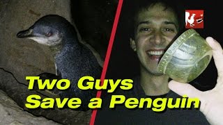 RT Life  Two Guys Save a Penguin [upl. by Neerhtak]