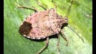 quotStink Bug Songquot [upl. by Alekal580]