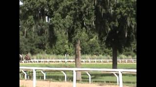 Secretariat Descendants Preparing for Racing Debut Sept 2013 [upl. by Hairahs52]