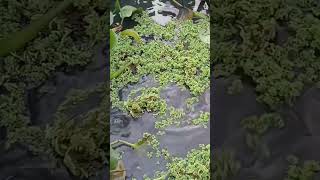 feeding fish by natural food fish fishfeed satisfying farmlifestyle viralvideo viral shorts [upl. by Cristen]