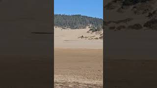 Sand Dunes Adventure Oregon Coast Fun oregoncoast views vacation [upl. by Katharine]