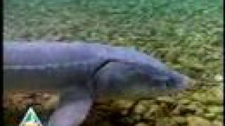 Lake Sturgeon [upl. by Jud]