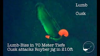 Cusk attacks a Royber jig in 210 ft  Norway  Waterwolf  June 2018 [upl. by Nakasuji]