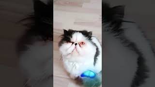 cat perserkatze katze kitten funny lustig pets Schmetterling 🦋 Mutanten [upl. by Hutchison]