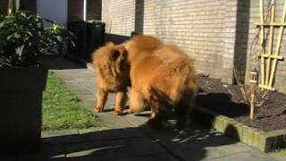 2 chow chows fighting [upl. by Vasya609]