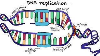 la réplication de lADN génétique 🧬🧪 L2شرح بالعربية [upl. by Yardley]