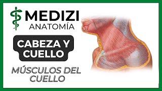 Anatomía de Cabeza y Cuello  Músculos del cuello cervicales [upl. by Nunnery]