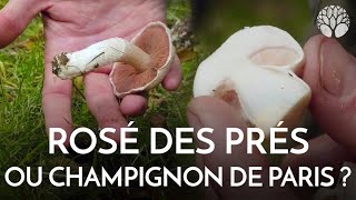 Rosé des prés  un petit air de champignon de Paris [upl. by Anirak827]