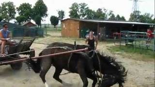 Horse abuse in Poland how definitely NOT to teach a horse to be driven [upl. by Royall]