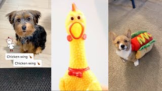 Chicken Wing funny video Cat And Dog Compilation  funny dog tik toks [upl. by Gereron414]