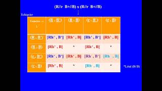 Problème de génétique BACconcours de médecine Deux gènes indépendants cas dun gène est létal [upl. by Nesrac760]