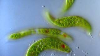 Euglena [upl. by Purcell]